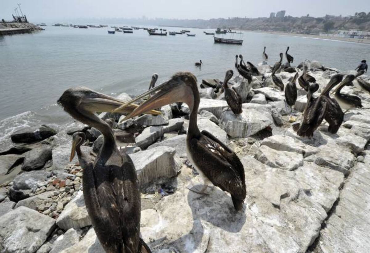 Sigue la muerte de pelícanos en las costas de Perú. AFP