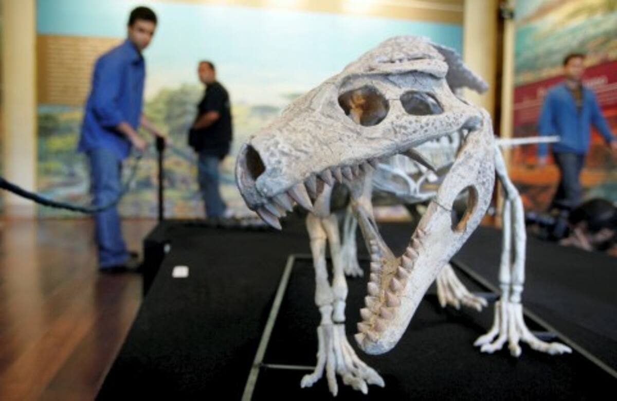Ayer se exhibió el esqueleto fósil de un cocodrilo 'armadillo' de hace 90 millones de años y considerado el "más exótico" hasta ahora encontrado en Brasil. Ayer se exhibió el esqueleto fósil de un cocodrilo 'armadillo' de hace 90 millones de años y considerado el "más exótico" hasta ahora encontrado en Brasil.