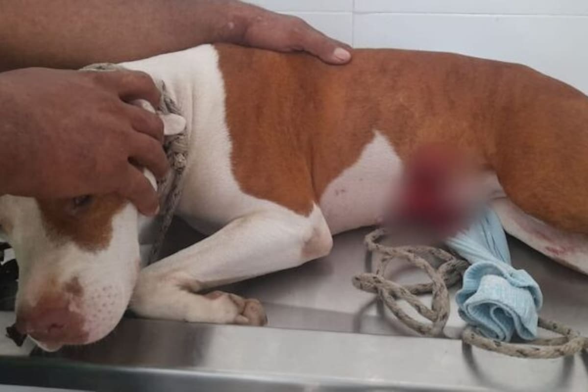 ¡Indolente! Borracho acuchilló a perra porque se le acercó para saludarlo