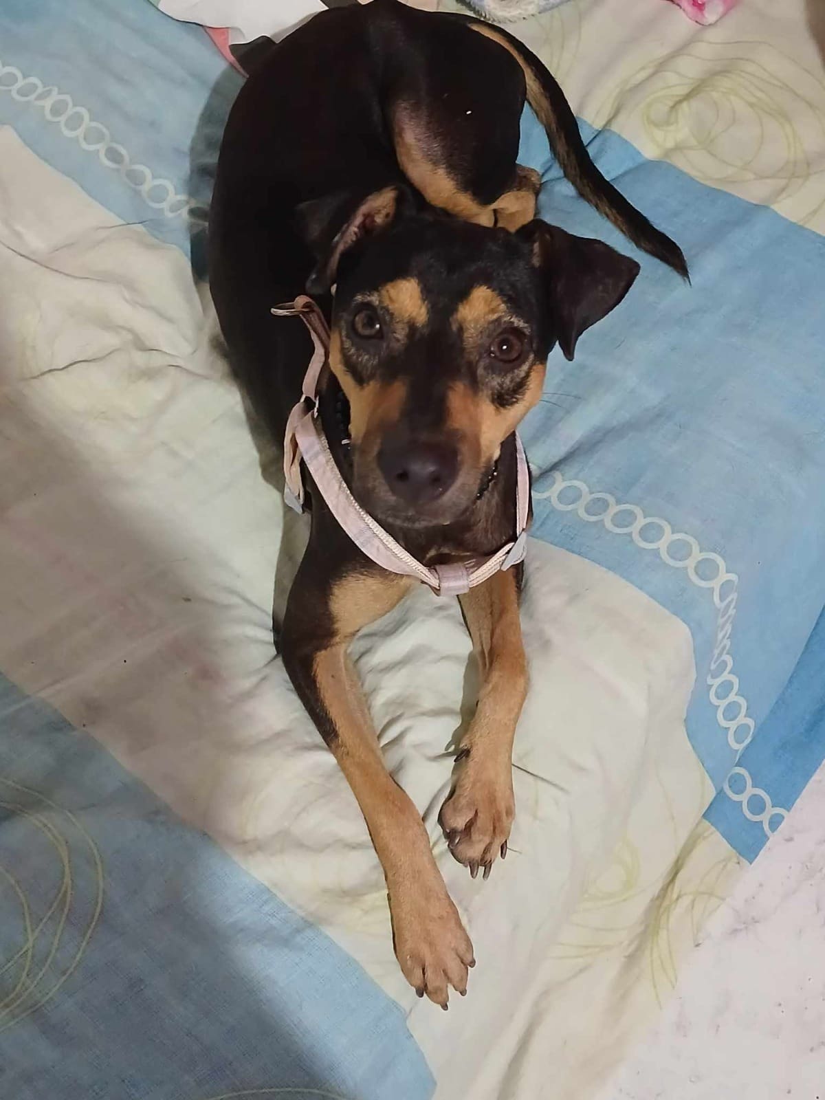 La canina "Cecilia" está bajo el cuidado de una persona en el barrio Bicentenario.