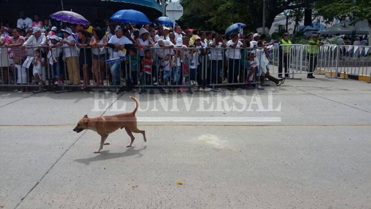 Perrito que causó asombro tras visita del papa en Cartagena. // El Universal