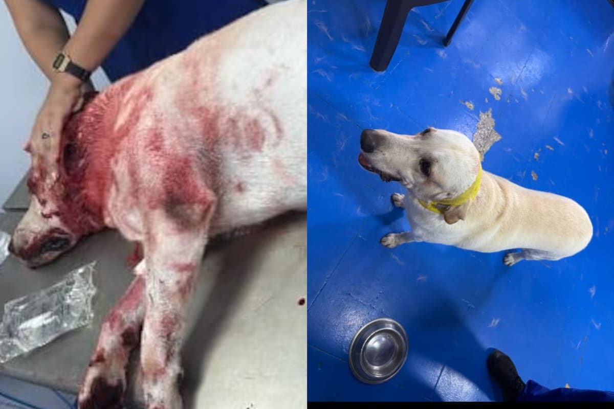 Toby, el perro labrador atacado con arma blanca por un suboficial de la Armada, se recupera satisfactoriamente de las heridas. // Foto: Cortesía.