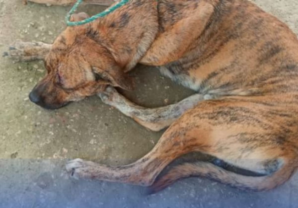 Perro atacó a menor en Henequén, Cartagena.