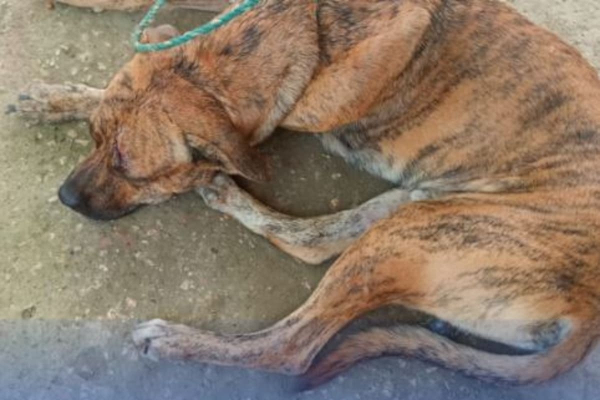 Perro atacó a niña, de 7 años, en el rostro y cuello en una calle de Henequén