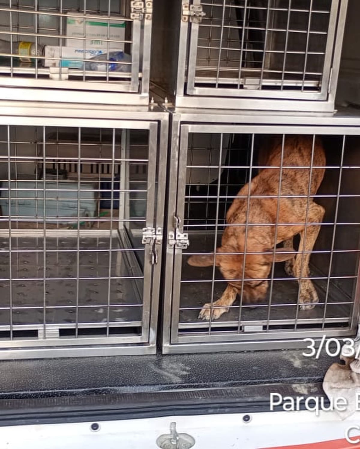 Perro atacó a menor en Henequén, Cartagena. Fotos: Mundo Noticias.