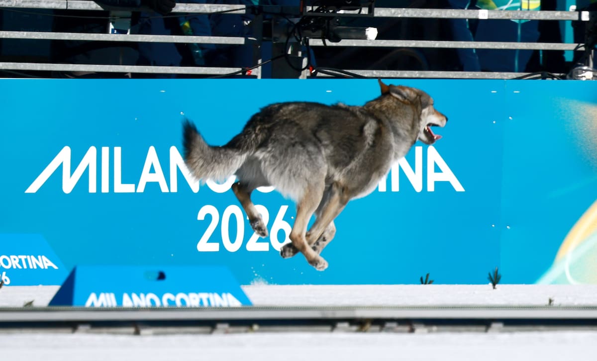 El perro lobo que se ha convertido este en el protagonista inesperado de la jornada en los Juegos Olímpicos de Invierno de Milán Cortina 2026. //Foto, EFE: HANNIBAL HANSCHKE