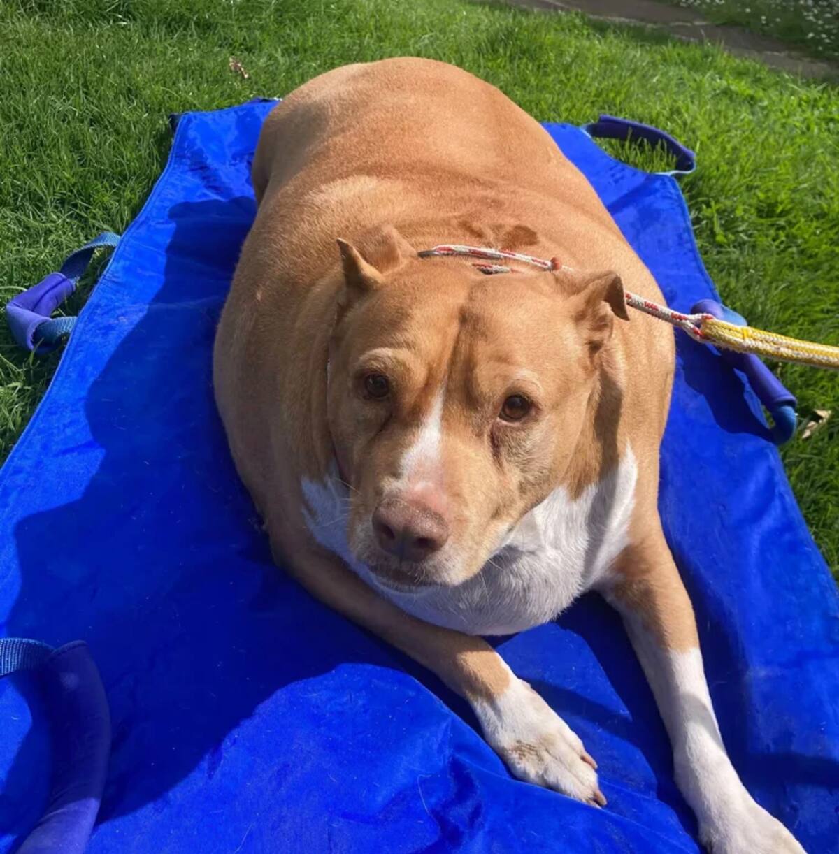 Perro muere por sobrealimentación. // Cortesía.