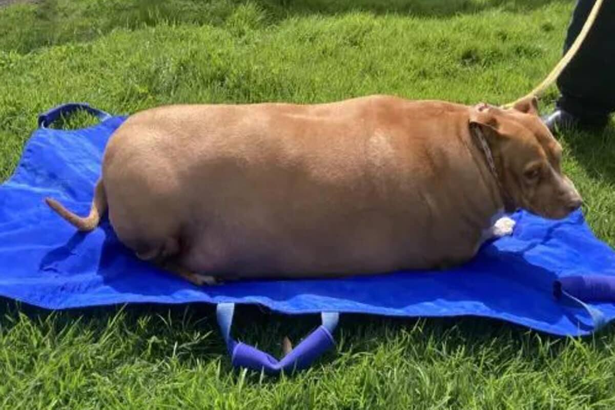 Condenan a mujer por sobrealimentar a su perro hasta causarle la muerte