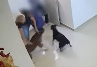 Perro Pitbull ataca a niño de 10 años y le deja secuelas en el rostro