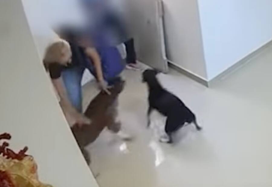 Perro Pitbull ataca a niño de 10 años y le deja secuelas en el rostro