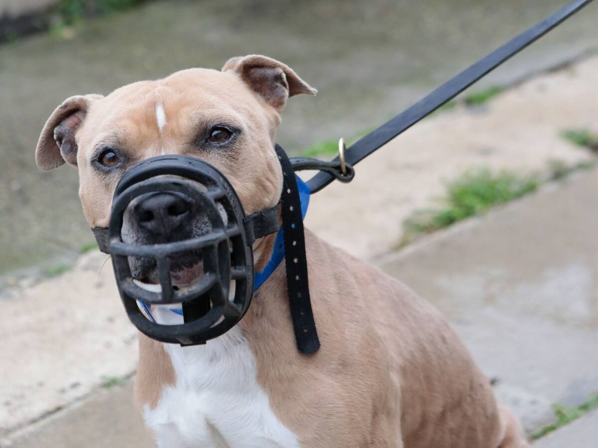 Perro pitbull atacó brutalmente a un niño en Girón: le dejó graves heridas en la cara.