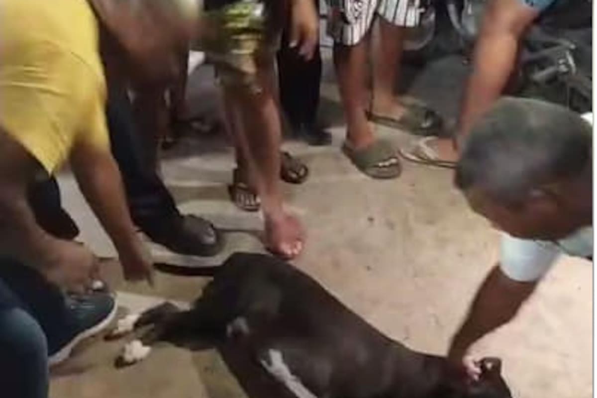 ¡Atroz! Perro pitbull mató a mordiscos a adulto mayor de 93 años