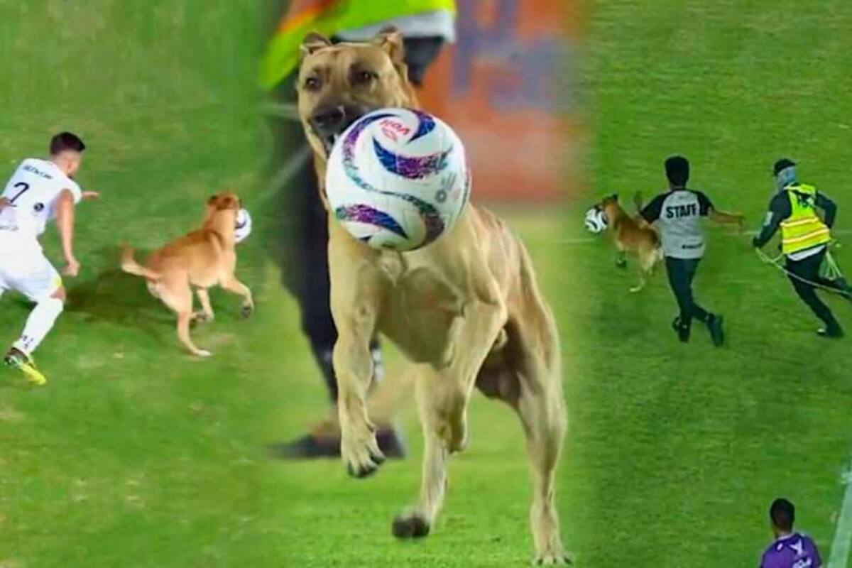 Video: el perro que se robó el show en un partido de fútbol