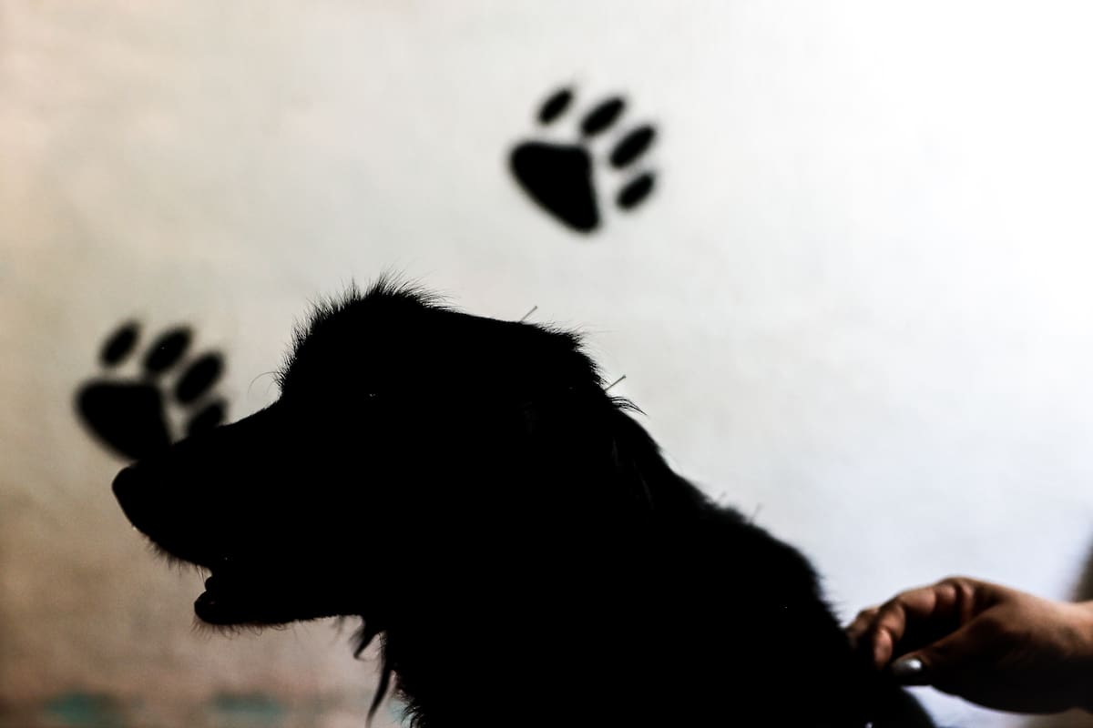 Tragedia en Estados Unidos: recién nacida murió por ataque de un perro criollo