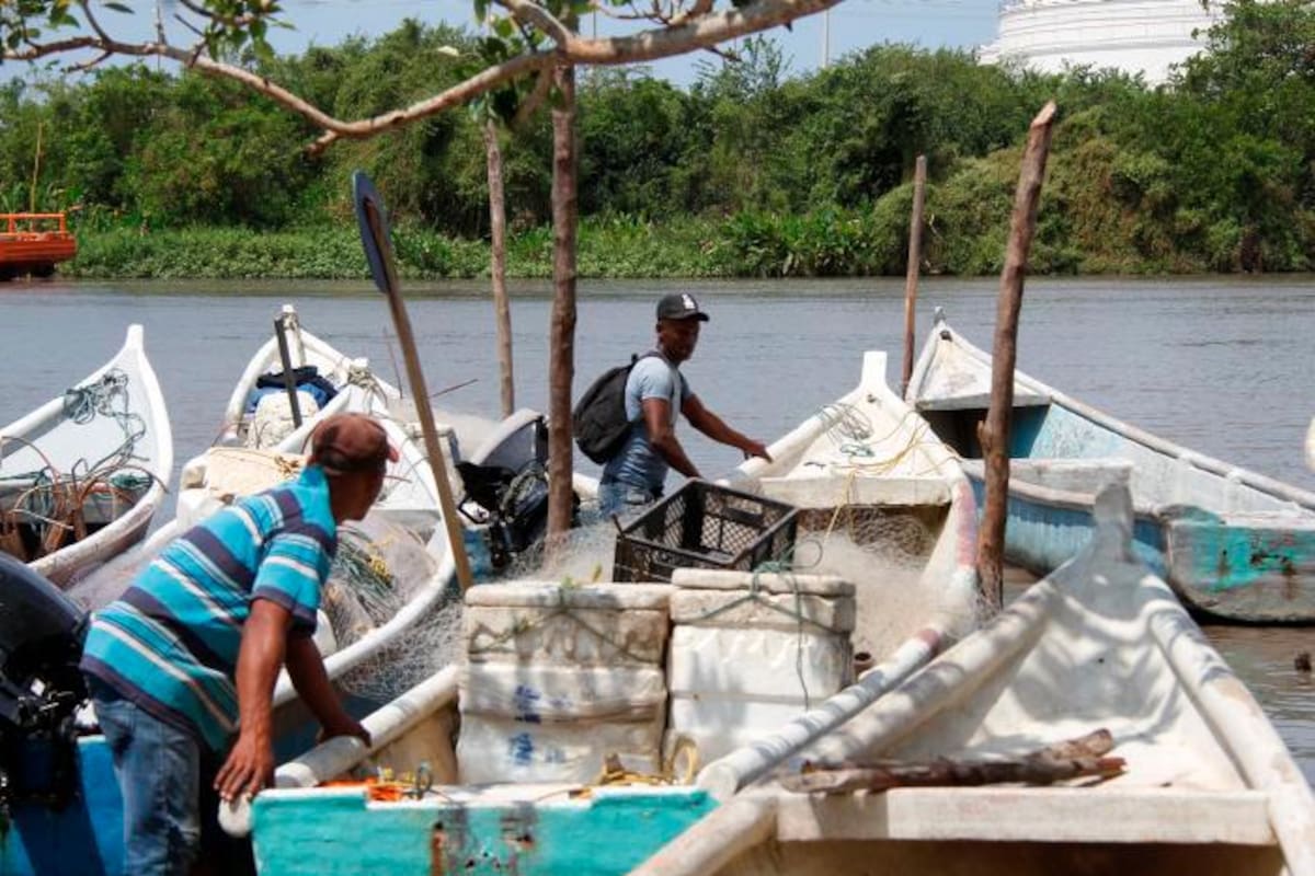 Video: Pescadores de Pasacaballos luchan por recuperar la bahía de Cartagena