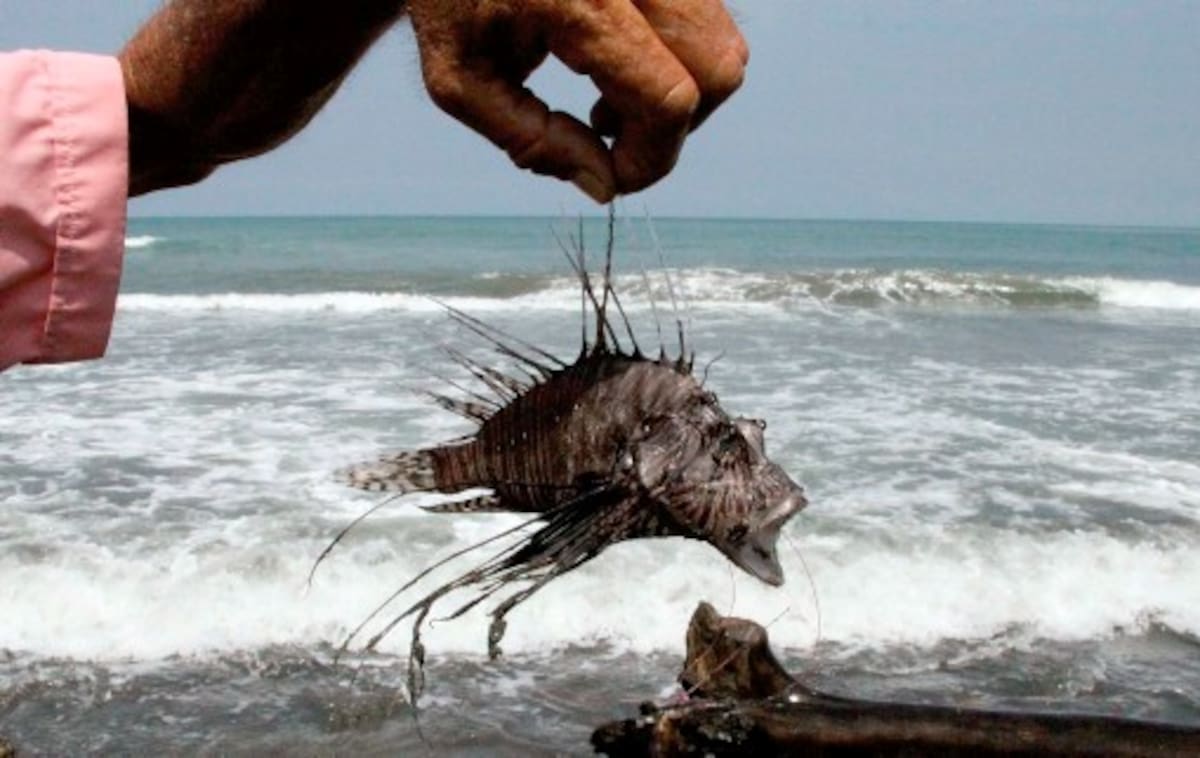 En otras localidades del caribe consumen el pez león, el veneno se desnaturaliza con la cocción. COLPRENSA