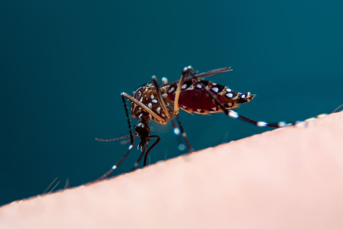 Picadura de piel de mosquitos infectados con malaria. //Foto: 123RF