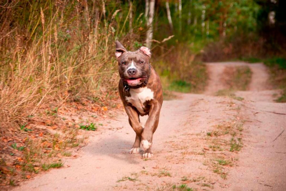 Los perros que están obligados a portar bozal en Colombia