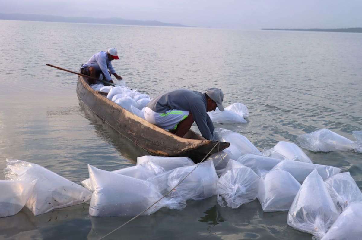 Los alevinos fueron repartidos en los diferentes tes cuerpos de agua que hay en el Departamento del Atlántico.//Cortesía.