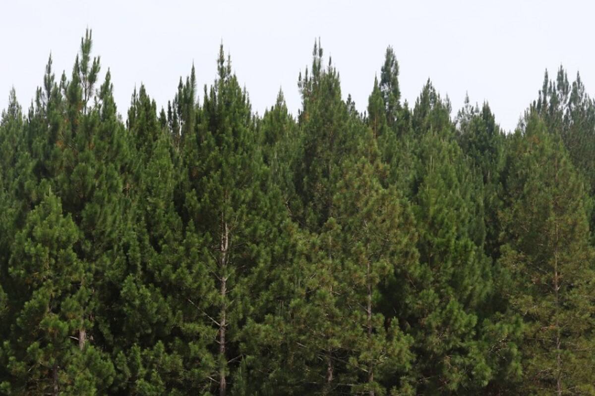 Minagricultura pide registrar plantaciones comerciales de madera