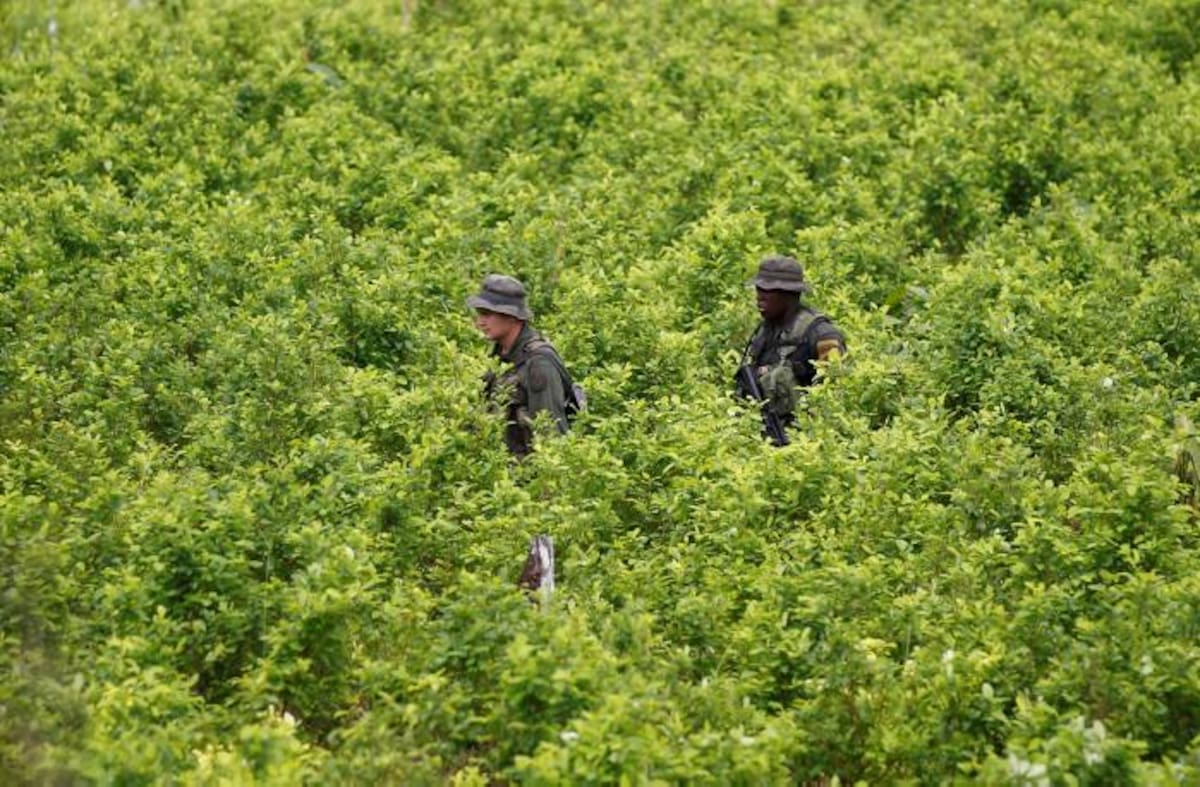 Hombres de la Policía patrullan un campo con cultivos de coca. AP Fernando Vergara