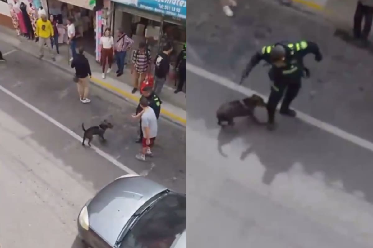 La pena que podría pagar el policía que le quitó la vida a un perro en Antioquia