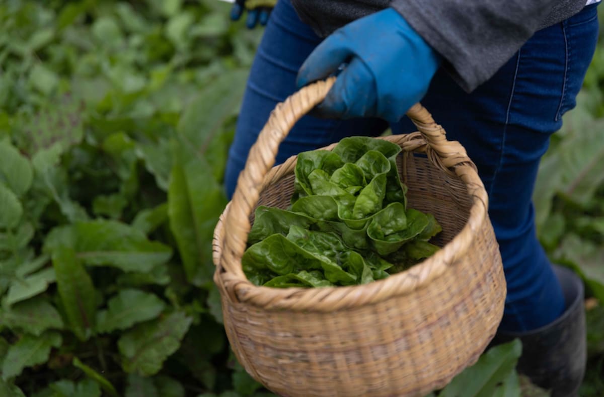 El fortalecimiento del autoabastecimiento y la adopción de prácticas agroecológicas en la Alta Guajira ha permitido mejorar la alimentación. de la población..//Cortesía Fundación Alpina.