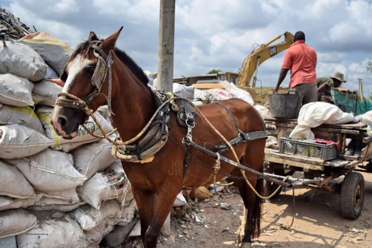 Procuraduría supervisa cumplimiento de medidas para sustituir vehículos de tracción animal