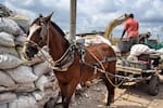 Procuraduría supervisa cumplimiento de medidas para sustituir vehículos de tracción animal