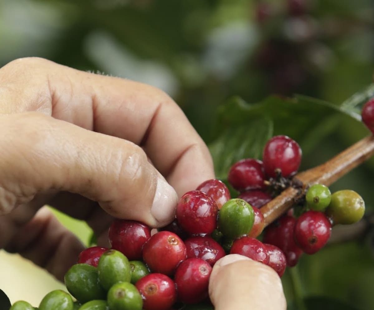 Producción de café en Colombia. // Foto: Colprensa.