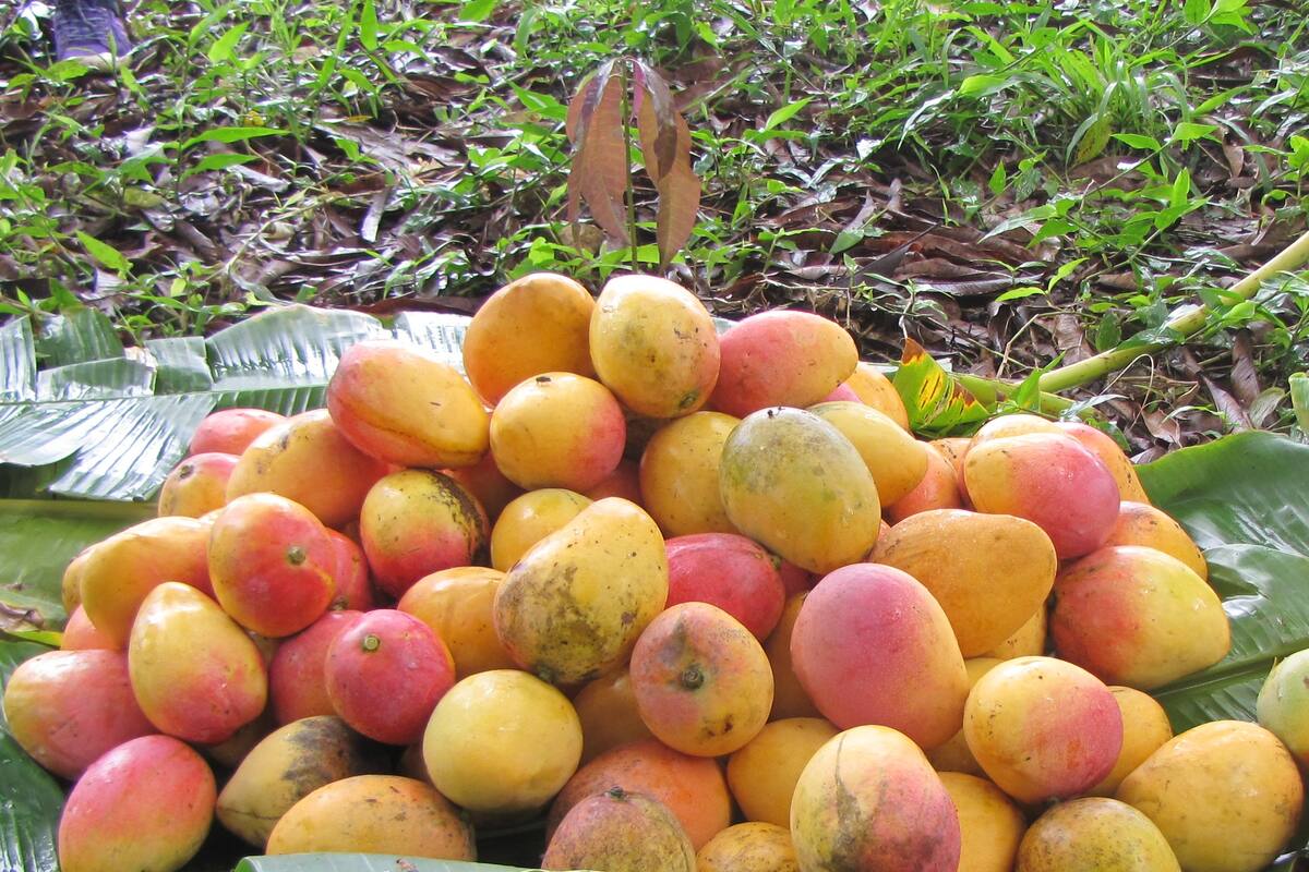 Asohofrucol aporta a la competitividad de 622 campesinos de Bolívar