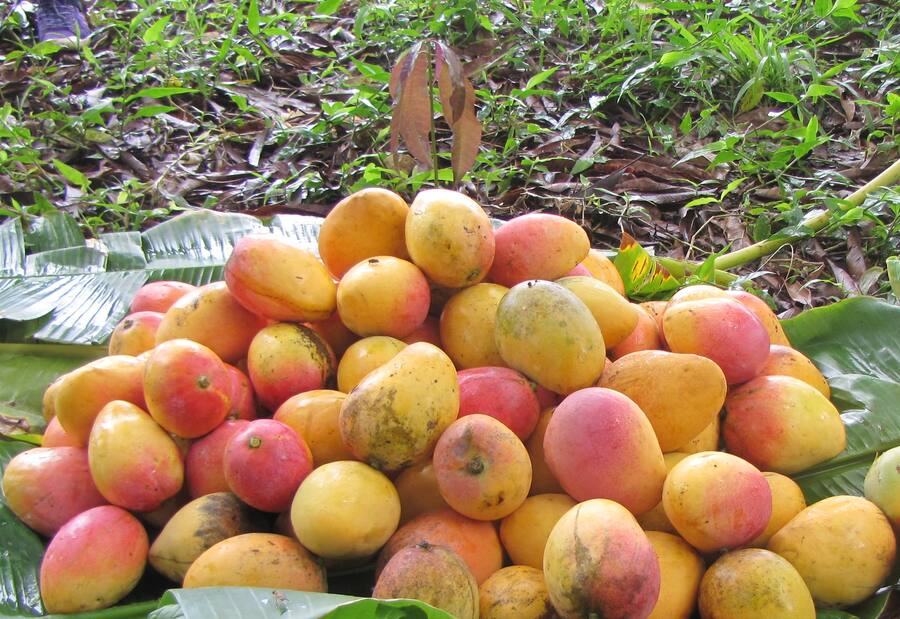 Asohofrucol aporta a la competitividad de 622 campesinos de Bolívar