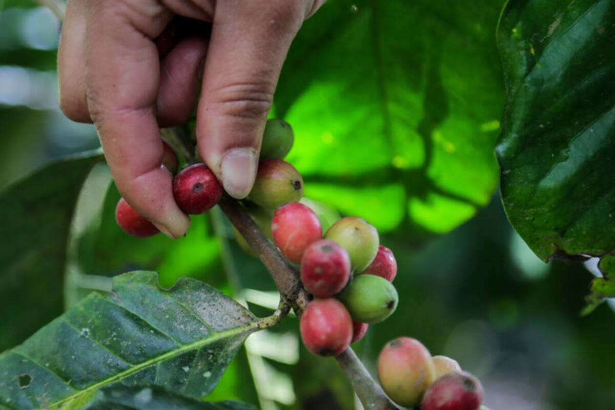 Producción y exportaciones de café en Colombia caen. // Foto: Colprensa