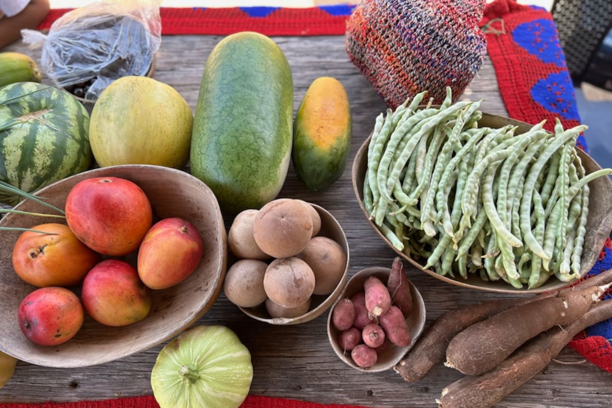Prácticas agroecológicas fortalecen la producción de alimentos en la Alta Guajira