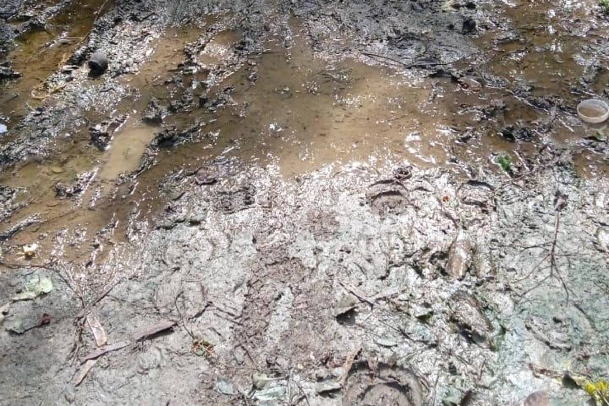 “Es un pantano”: intransitable vía daña cosechas en Puerto Rey