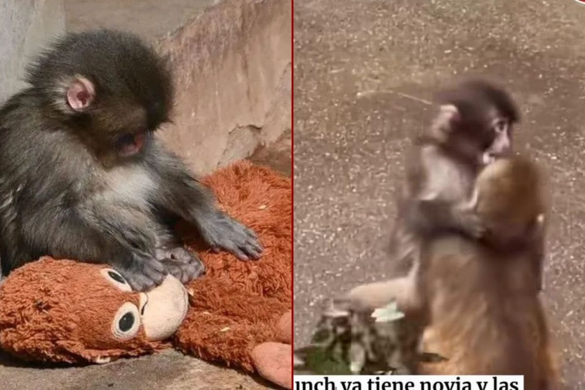Punch, el mono viral, enternece las redes con su nueva novia