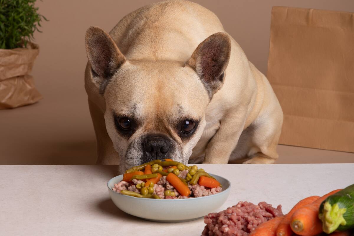 Golosinas para perros retiradas por posible Salmonella