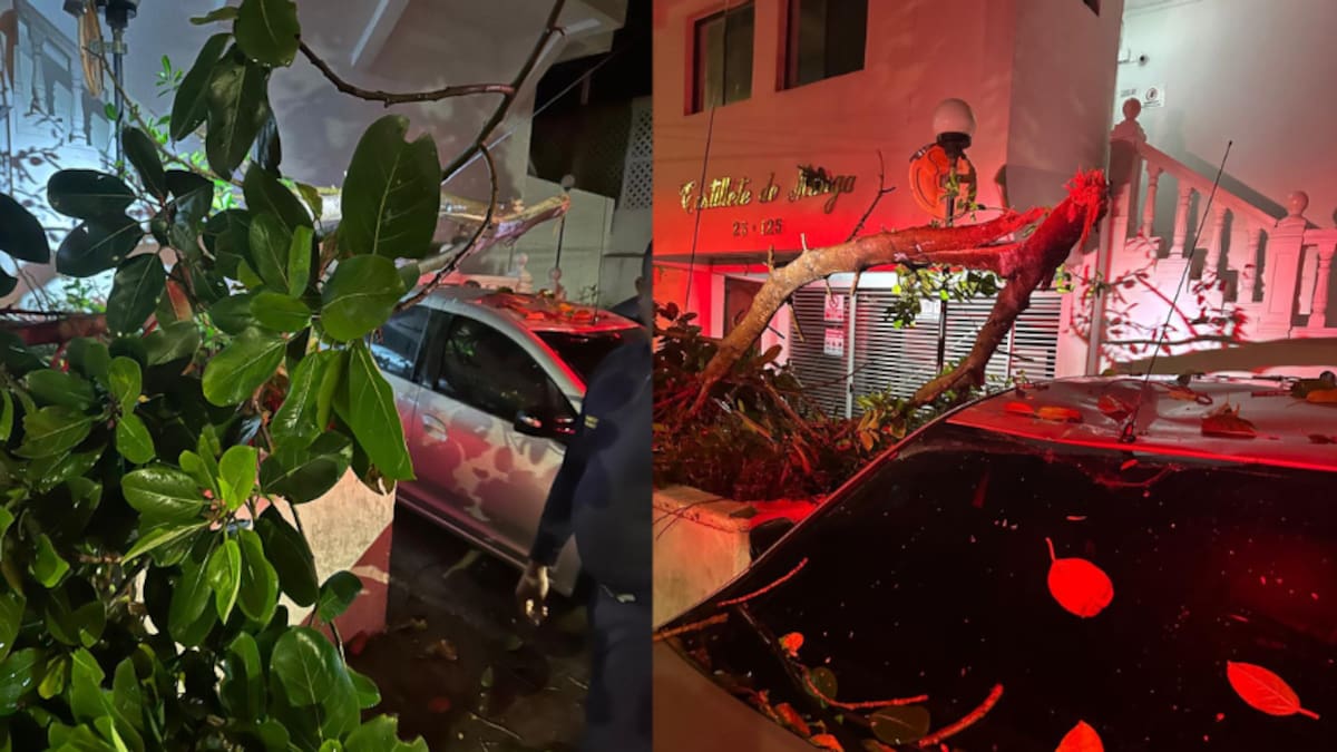 Rama cayó sobre un vehículo en Manga. // Foto: cortesía - Bomberos de Cartagena