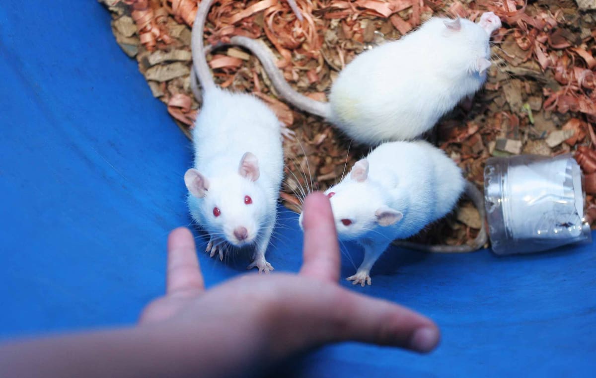 El hantavirus se contagia principalmente al inhalar el virus presente en la saliva, orina o heces de roedores silvestres infectados. // Foto: Colprensa