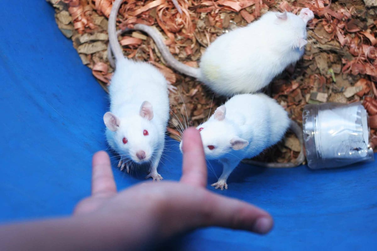 ¿Hay casos de hantavirus en Colombia? Esto dicen MinSalud e INS