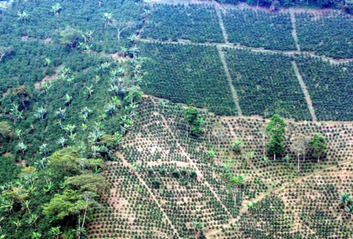 El Paisaje Cultural Cafetero se suma a los seis bienes colombianos que ya están en la lista de patrimonio mundial de la Unesco. COLPRENSA
