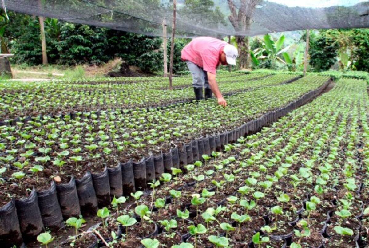 El Paisaje Cultural Cafetero se suma a los seis bienes colombianos que ya están en la lista de patrimonio mundial de la Unesco. COLPRENSA