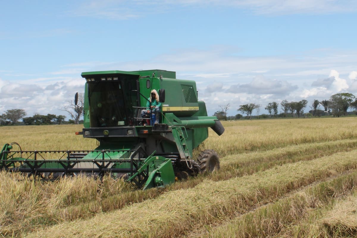 ¡Arroz!: comienza la cosecha del cereal que más consumen los colombianos