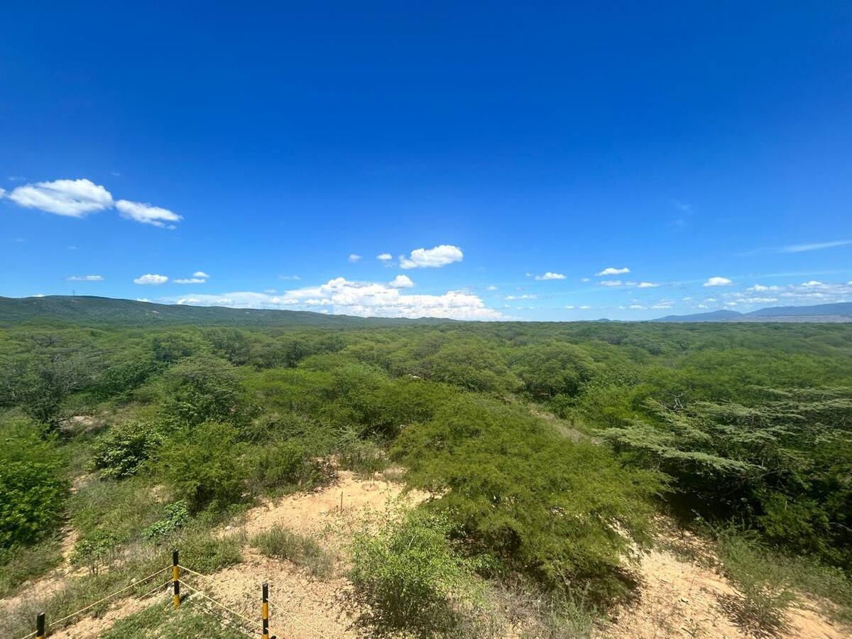 En zonas mineras, como las carboníferas en La Guajira o el Cesar, se recuperan las antiguas áreas de explotación con reforestación. //Foto Cortesía ACM.