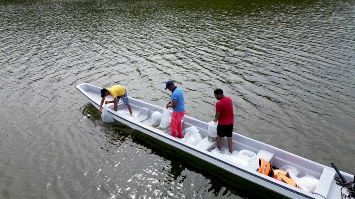 Este es el segundo repoblamiento de alevinos que se hace en la Laguna de Luruaco mediante el ‘Plan + Pescao’ de la Gobernación del Atlántico.//Cortesía de la Gobernación del Atlántico.