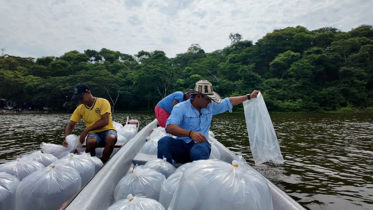 Según la Gobernación del Atlántico y sus aliados la meta es superar los 2 millones de ejemplares liberados en diferentes ecosistemas acuáticos del departamento durante el presente año.//Cortesía de la Gobernación.