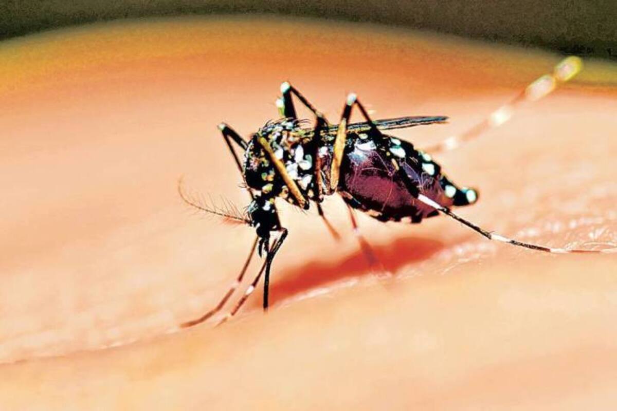 La OMS advierte aumento del Dengue: 8 millones de casos en 4 meses