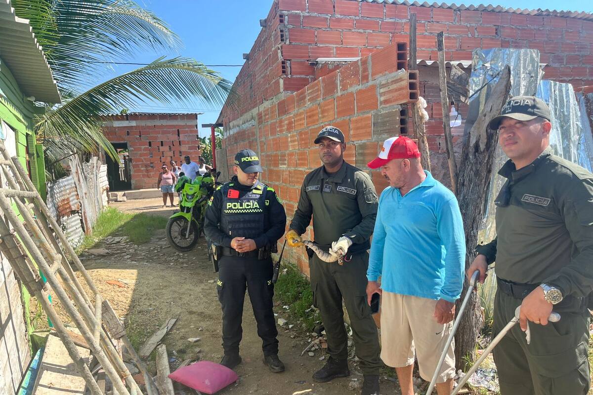 Video: hallan a enorme serpiente escondida en una casa, en La Boquilla