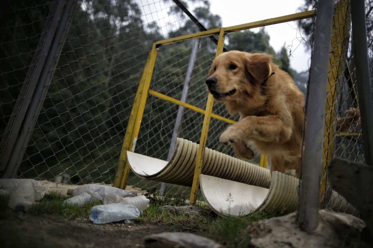 Esta marca retira alimento para perros y lanza advertencia urgente