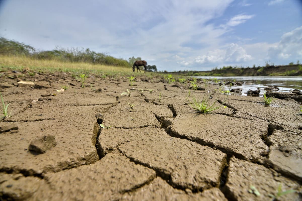 Banco Agrario lanza plan especial para productores frente a fenómeno de El Niño
